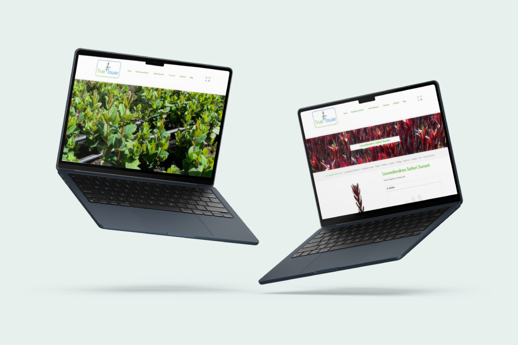 Diseño de pagina web